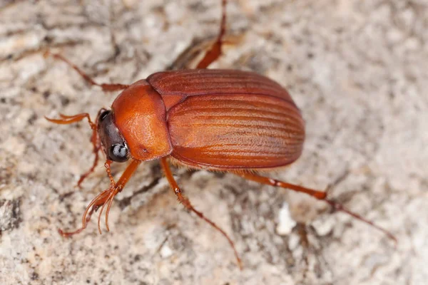 Bruin Chafer Serica Brunnea Macro Foto Dit Insect Kan Een — Stockfoto