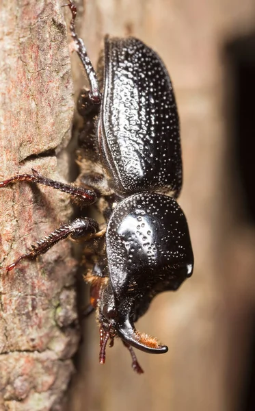 Scarabeo Rinoceronte Maschio Sinodendro Cilindrico Legno — Foto Stock