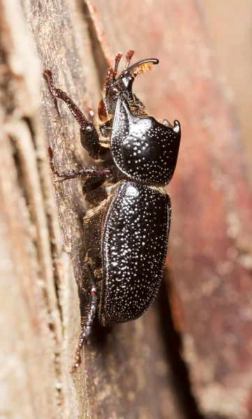 Escarabajo Rinoceronte Macho Sinodendron Cylindricum Sobre Madera —  Fotos de Stock