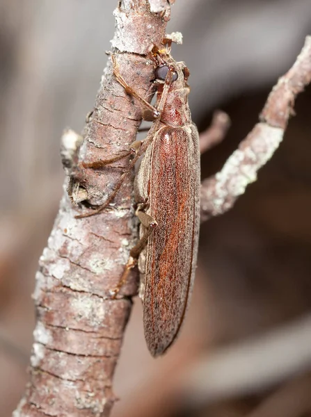 Escarabajo Ampollas Falsas Calopus Serraticornis Sobre Madera — Foto de Stock