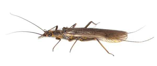 Volwassen Steenvlieg Plecoptera Geïsoleerd Witte Achtergrond Dit Insect Wordt Vaak — Stockfoto