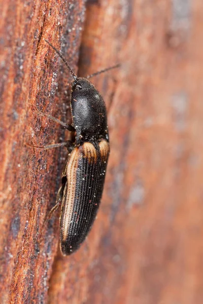 Besouro Clique Ampedus Tristis Sobre Madeira — Fotografia de Stock