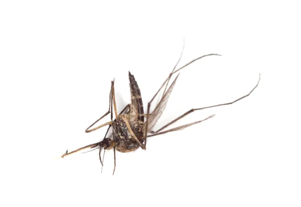 Komar Izolowany Białym Tle — Zdjęcie stockowe