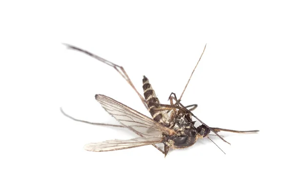 Komar Izolowany Białym Tle — Zdjęcie stockowe