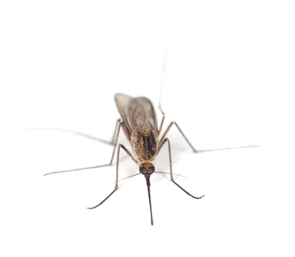 Moustique Isolé Sur Fond Blanc — Photo