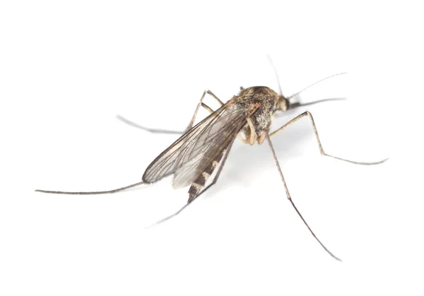 Mosquito Isolado Fundo Branco — Fotografia de Stock