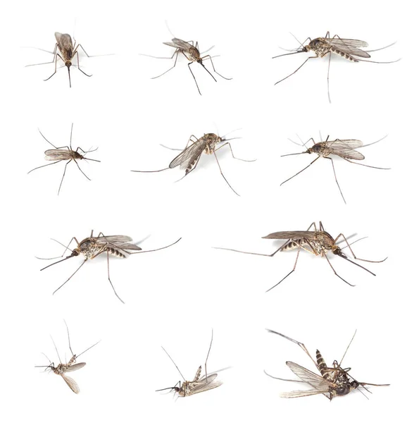Kolekce Komárů Izolovaných Bílém Pozadí — Stock fotografie