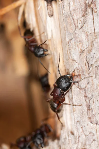 Hormigas Carpinteras Camponotus Sobre Madera —  Fotos de Stock