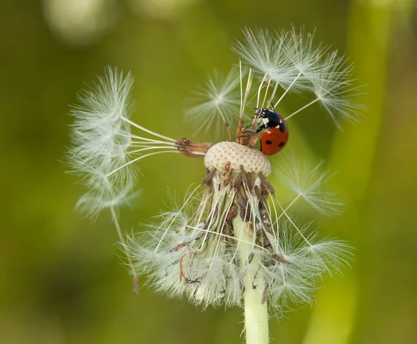 Sette Coccinella Spot Cocciella Septempunctata Tarassaco Soffiato — Foto Stock