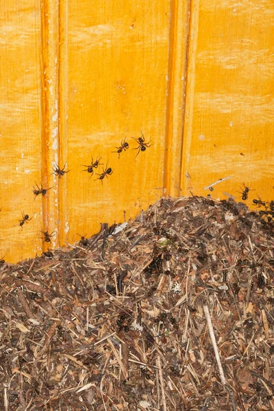 Wood Ant Formica Rufa Nest Wooden Wall — Stock Photo, Image