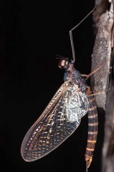 メイフライ ウッドこの昆虫はしばしばフライ フィッシャーで模倣される — ストック写真