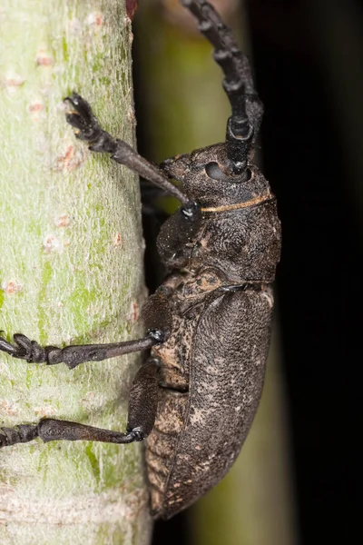 软甲虫 木材上的Lamia Textor 宏观照片 — 图库照片