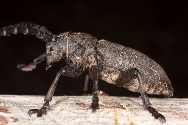 Weberkäfer Lamia Textor Auf Holz Makroaufnahme — Stockfoto