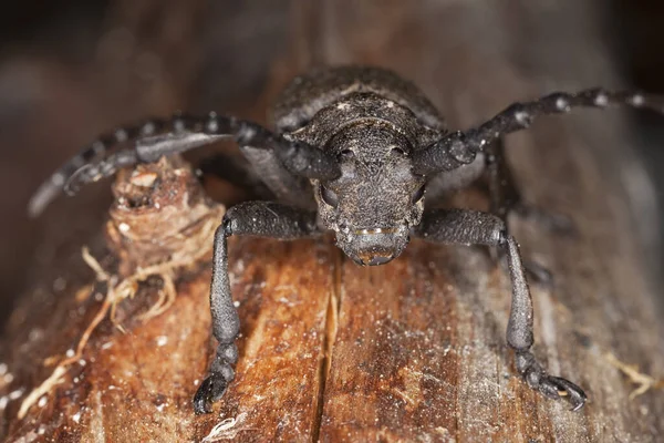 Coléoptère Tisserand Lamia Textor Sur Bois Macro Photo — Photo