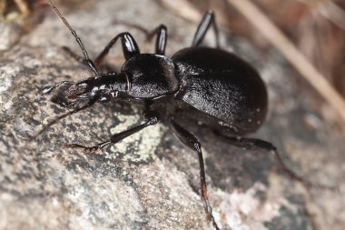 Yer böceği, kaya üzerinde Cychrus karabatakları, makro fotoğraf.