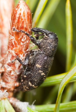 Büyük çam bitkisi, çam bitkisiyle beslenen hylobius abietis.