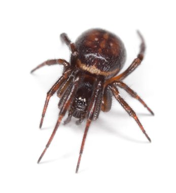 Sıradan sahte dul, Steatoda bipunctata, beyaz arka planda izole edilmiş theridiidae.