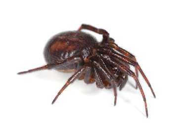 Sıradan sahte dul, Steatoda bipunctata, beyaz arka planda izole edilmiş theridiidae.