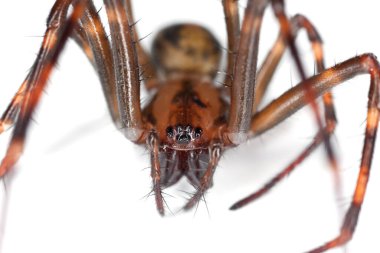 Avrupa mağara örümceği ve Meta menardi beyaz arka planda izole edilmiş