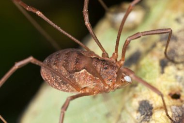 Hasatçı ya da uzun bacaklı baba, makro fotoğraf