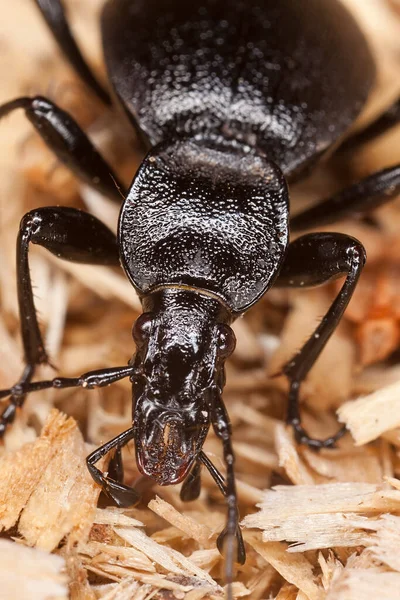 Yer Böceği Cychrus Karabatakları Makro Fotoğraf — Stok fotoğraf