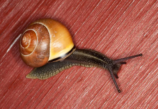 Snail on wood, closeup photo