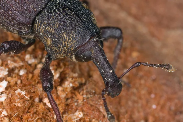 Große Kiefernrüssler Hylobius Abietis Auf Holz — Stockfoto