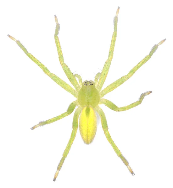 Aranha Caçador Verde Micrommata Virescens Isolado Fundo Branco — Fotografia de Stock