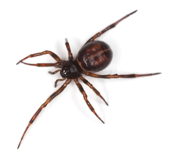 Common Palsu Janda Steatoda Bipunctata Theridiidae Terisolasi Pada Latar Belakang — Stok Foto