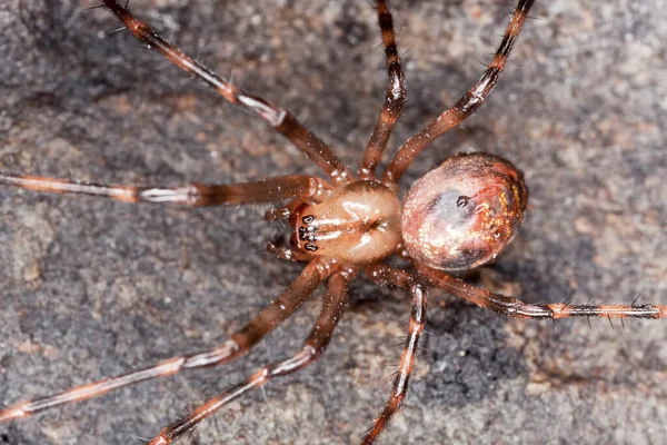 Araignée Des Cavernes Européennes Meta Menardi Sur Roche — Photo