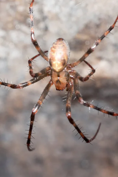 Avrupa Mağara Örümceği Kaya Üzerine Meta Menardi — Stok fotoğraf