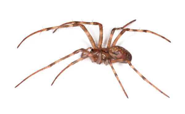 Araignée Des Cavernes Européennes Meta Menardi Isolé Sur Fond Blanc — Photo