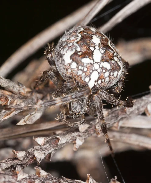 Araignée Croisée Araneus Diadematus Milieu Naturel Macro Photo — Photo