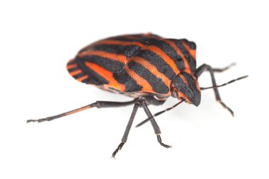 Kalkan hatası, bitkinin üzerindeki Graphosoma lineatum