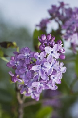 Çiçek açan leylak rengi, şırınga kabakulağı, yakın plan fotoğraf.