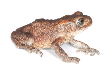 Genel kurbağa, Bufo bufo beyaz arkaplanda izole