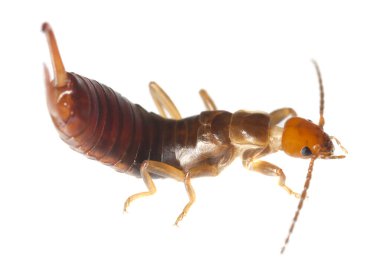 Kulaklık beyaz arkaplanda izole