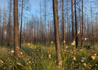 İsveç 'teki bir orman yangınından sonra kozalaklı ormanda yanmış çam ağacı bu tür yaşam alanları birçok hayvan ve bitki için önemlidir.
