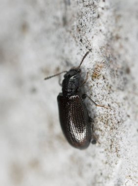 Dar bel kabuk böceği, tahta üzerinde Sphaeriestes stokmanni, yüksek büyültülmüş makro fotoğraf.