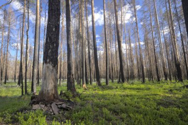 İsveç 'teki bir orman yangınından sonra kozalaklı ormanda yanmış çam ağacı bu tür yaşam alanları birçok hayvan ve bitki için önemlidir.