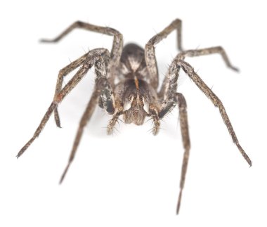 Kurt beyaz arka plan üzerinde makro fotoğraf izole örümcek