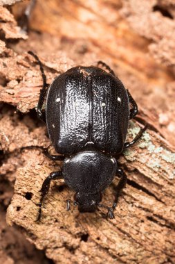 Değişken chafer, tahta üzerinde Gnorimus varyasyonları, makro fotoğraf