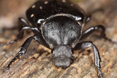 Değişken chafer, tahta üzerinde Gnorimus varyasyonları, makro fotoğraf