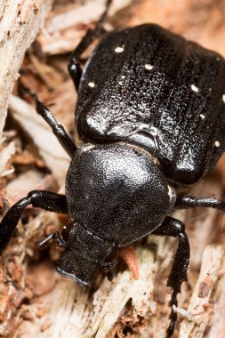 Değişken chafer, tahta üzerinde Gnorimus varyasyonları, makro fotoğraf