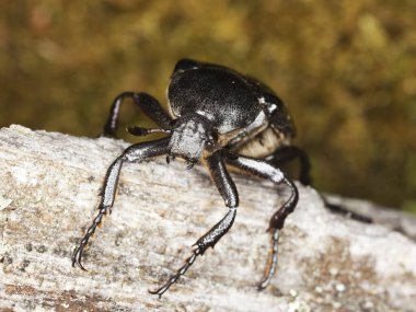Değişken chafer, tahta üzerinde Gnorimus varyasyonları, makro fotoğraf