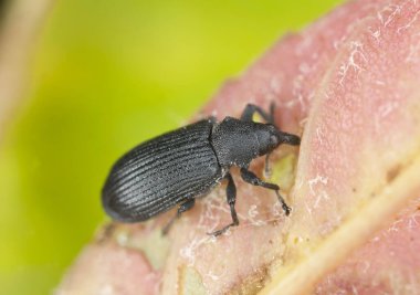 Bitkiyle beslenen buğday biti, makro fotoğraf