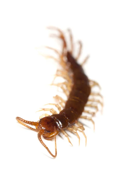 Lithobiidae Centipede Isolated White Background Macro Photo — Stock Photo, Image