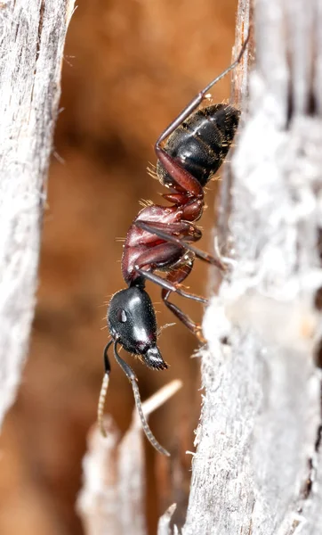 Horse Ant Camponotus Wood Macro Photo — Stock Photo, Image