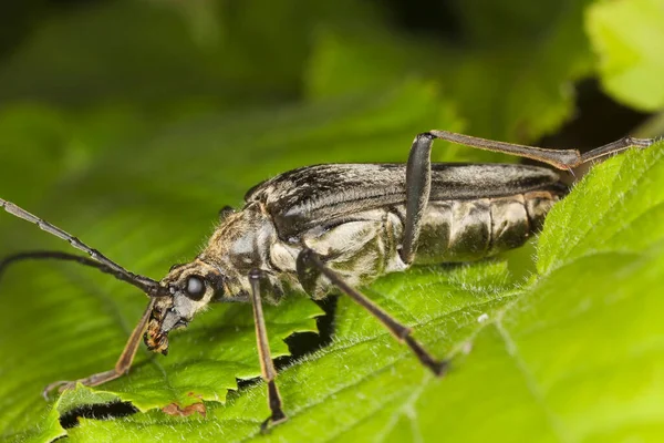 雌性長角甲虫 葉上のStenocorus Meridianus — ストック写真