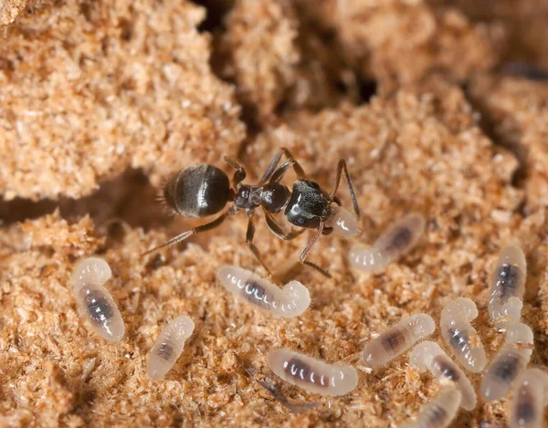 Black ant transporting ant larva
